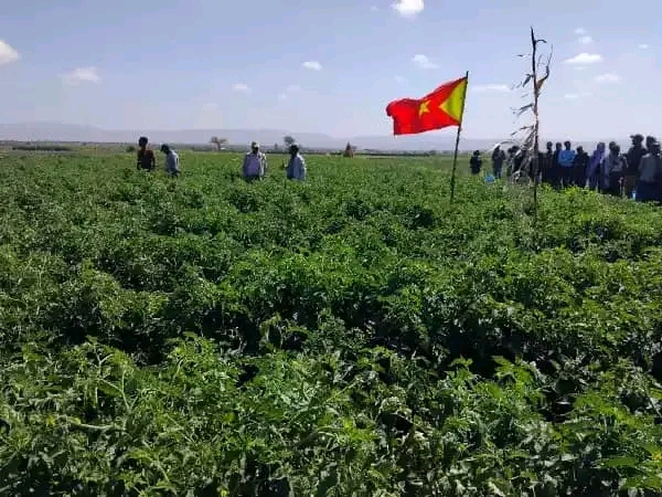 ኣብ ትግራይ ኣጋጢሙ ዘሎ ሓደጋ ድርቂ ዝወለዶ ጥምየት ንምምካት ኣብ ልምዓት መስኖ ጠመተ ተገይሩ ዝስራሕ ዘሎ ስራሕቲ ዘተባባዕ ምዃኑ&nbsp;ተሓቢሩ።